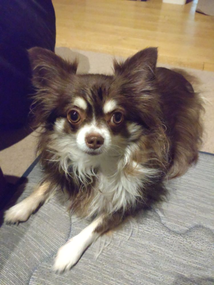 うちの犬の今年の変化